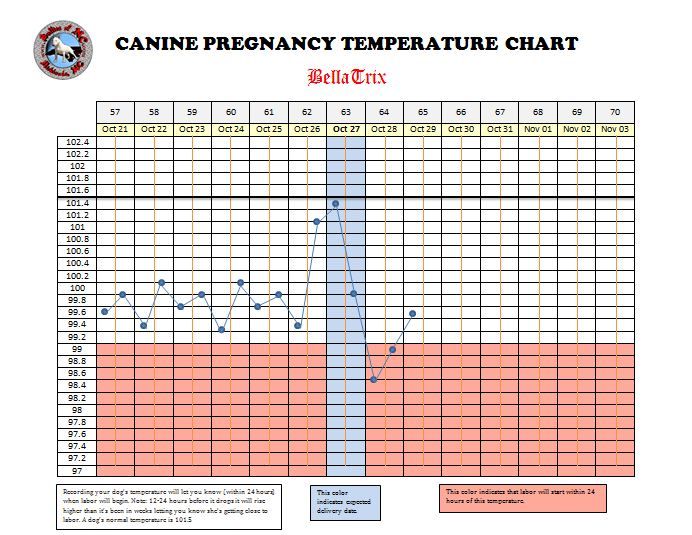 Pregnant dog temp 996
